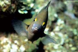 Brave little guy! He kept darting all about and kept atta... by Ian Brooks 